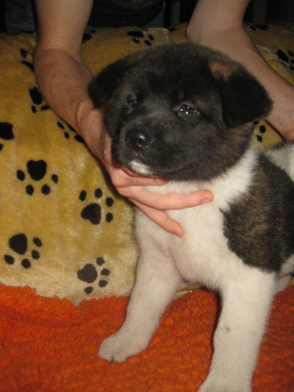 Puppies